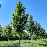 Acer campestre 'Elegant' - Feldahorn