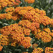 Achillea millefolium 'Walter Funcke': Bild 1/3