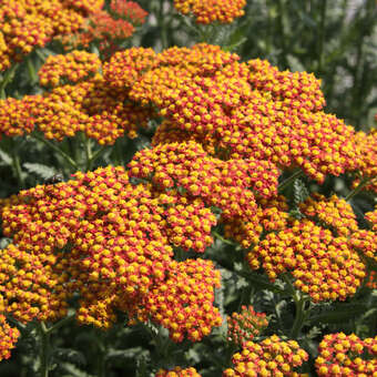 Achillea millefolium 'Walter Funcke'