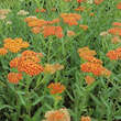 Achillea millefolium 'Walter Funcke': Bild 3/3