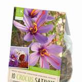Crocus sativus - Safran