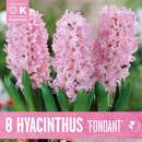 Hyacinthus Fondant - Hyazinthen