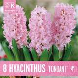 Hyacinthus Fondant - Hyazinthen