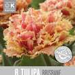 Tulipa Brisbane: Bild 1/1