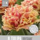 Tulipa Brisbane - Gefranstblütige Tulpe