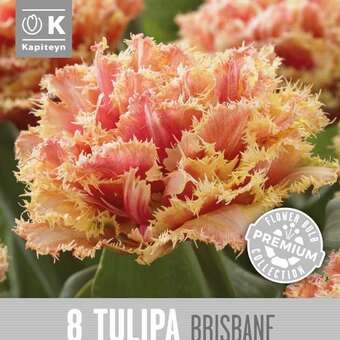 Tulipa Brisbane