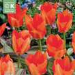Tulipa forsteriana Park Dreamway: Bild 1/1