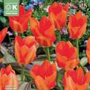 Tulipa forsteriana Park Dreamway - Forsteriana Tulpe