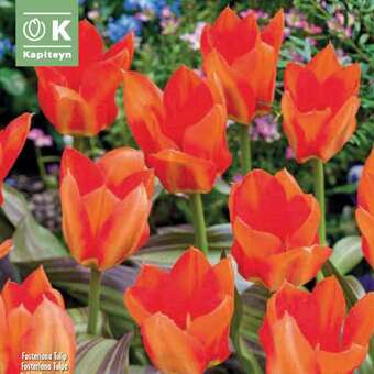 Tulipa forsteriana Park Dreamway