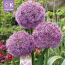 Allium 'Party Balloons' - Zierlauch