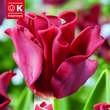 Tulipa Red Dress: Bild 1/1