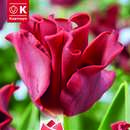 Tulipa Red Dress - Kronen Tulpe