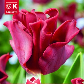 Tulipa Red Dress