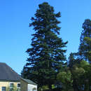 Abies alba - Heimische Tanne