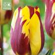 Tulpe Helmar: Bild 1/1