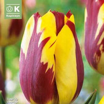 Tulpe Helmar
