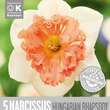 Narcissus Hungarian Rhapsody: Bild 1/1