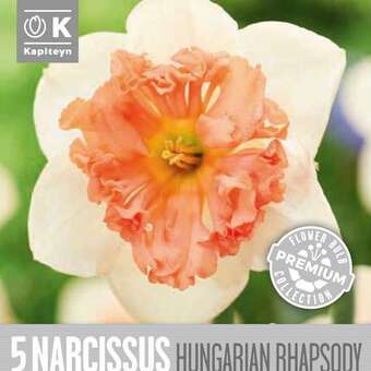 Narcissus Hungarian Rhapsody