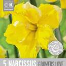 Narcissus Growers Love - Narzisse