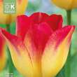 Tulpe Suncatcher: Bild 1/1