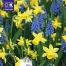 Lovely Combination Narzissen und Muscari - Narzissen-Traubenhyazinthenmischung