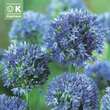 Allium caeruleum azureum: Bild 1/1
