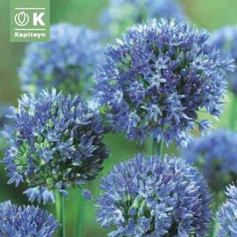 Allium caeruleum azureum