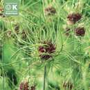 Allium 'Hair' - Zierlauch