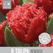 Tulipa Bendigo: Bild 1/1
