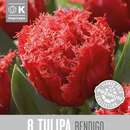 Tulipa Bendigo - Gefranstblütige Tulpe
