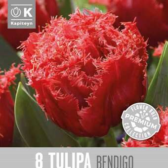 Tulipa Bendigo