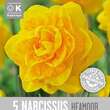 Narcissus Heamoor: Bild 1/1