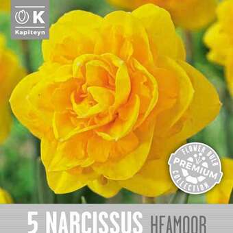 Narcissus Heamoor