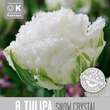 Tulipa Snow Crystal: Bild 1/1