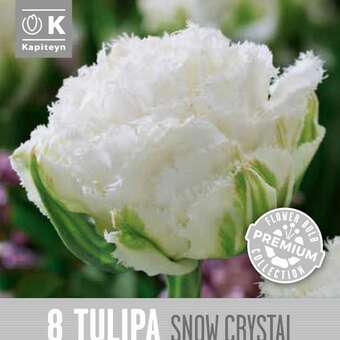 Tulipa Snow Crystal