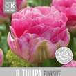 Tulipa Pinksize: Bild 1/1