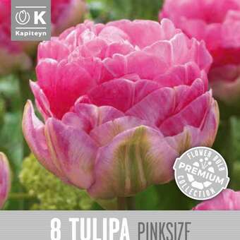 Tulipa Pinksize