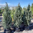 Chamaecyparis lawsoniana 'Columnaris': Bild 4/4