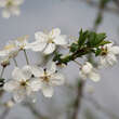 Prunus cerasifera: Bild 1/1