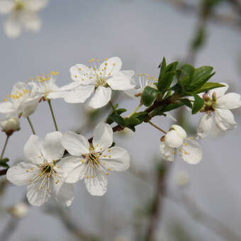 Prunus cerasifera