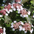 Viburnum sargentii 'Onandaga': Bild 1/1