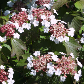 Viburnum sargentii 'Onandaga'