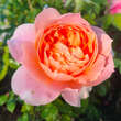 Rose 'Lions Rose': Bild 1/1