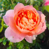 Rose 'The Lion Rose' - Englische Beetrose