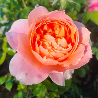 Rose 'Lions Rose'