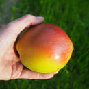 Cydonia 'Rote Quitte' - Apfelquitte