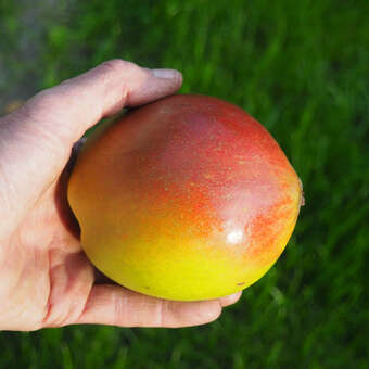 Cydonia 'Rote Quitte'