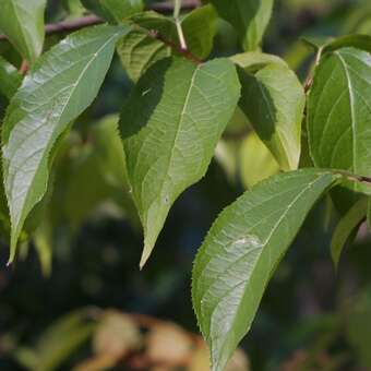 Eucommia ulmoides