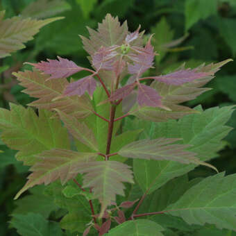 Acer cissifolium