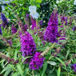 Buddleja davidii 'Little Purple': Bild 1/6